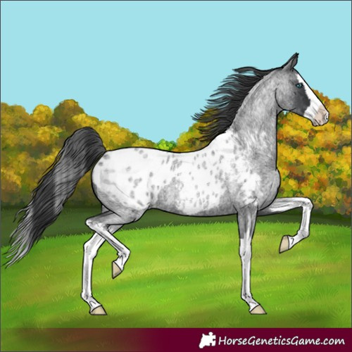 Horse Color:Blue Roan Splash Blanket 