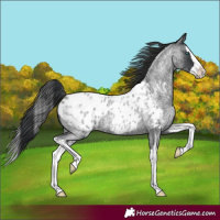Horse Color:Blue Roan Splash Appaloosa