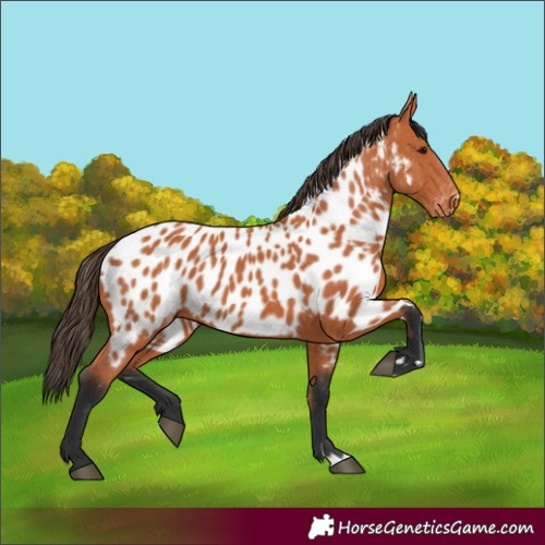 Horse Color:Bay Near Leopard