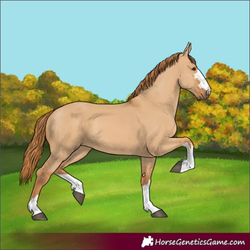 Horse Color:Red Dun 
