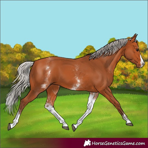 Horse Color:White Spotted Silver Bay Splash 