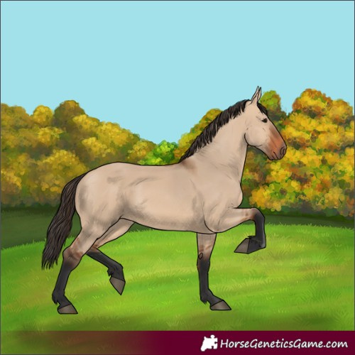 Horse Color:Bay Dun 