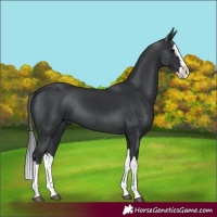 Horse Color:Black Splash 