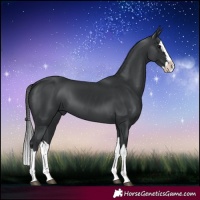 Horse Color:Black Splash