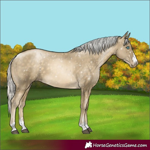 Horse Color:Silver Buckskin Skewed Appaloosa 