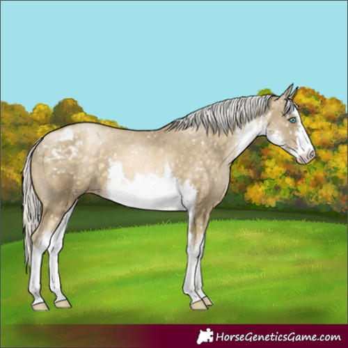 Horse Color:White Spotted Silver Buckskin Mushroom Skewed Appaloosa