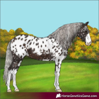 Horse Color:White Spotted Silver Brown Skewed LP Spotted 
