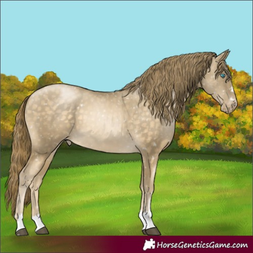 Horse Color:Buckskin Skewed Appaloosa 