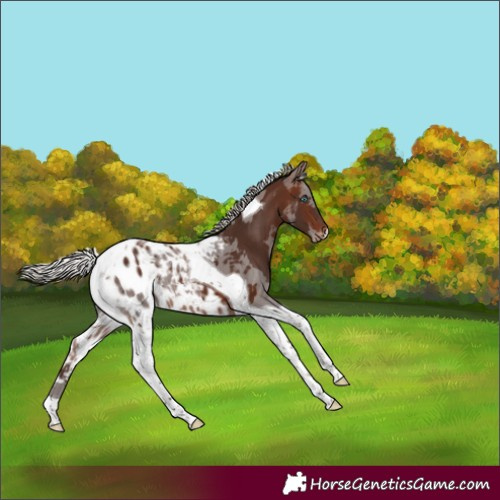 Horse Color:Silver Brown Merle Tobiano Skewed Appaloosa