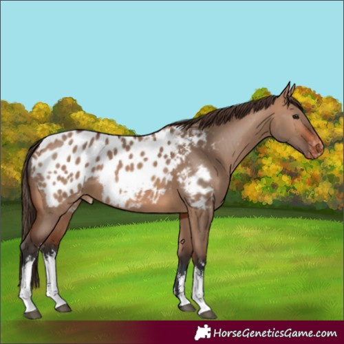 Horse Color:White Spotted Bay Dun Appaloosa