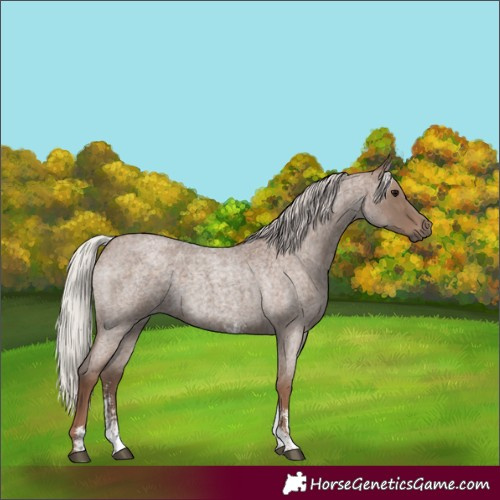 Horse Color:Silver Blue Roan Sabino 