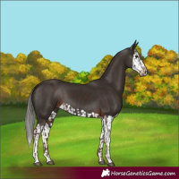 Horse Color:Liver Chestnut and Liver Chestnut Splash