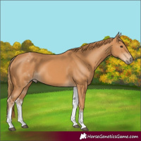 Horse Color:White Spotted Chestnut 