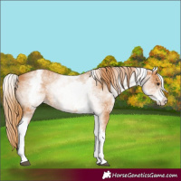 Horse Color:White Spotted Chestnut