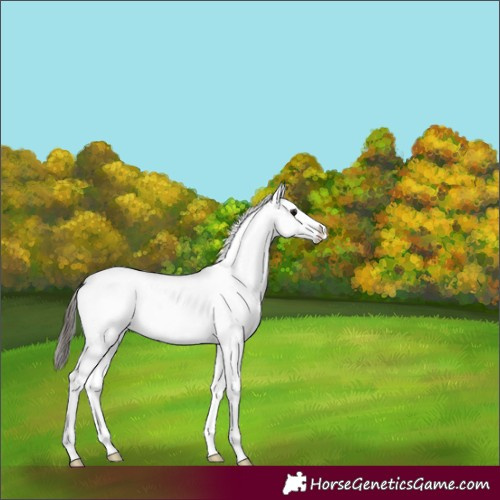 Horse Color:White Spotted Bay Dun Splash