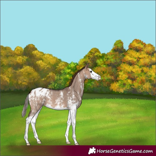 Horse Color:Bay Dun Sabino Splash Blanket 