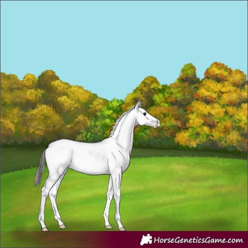 Horse Color:White Spotted Bay Dun Splash