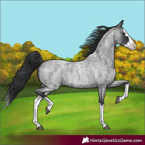 Horse Color:Blue Roan Splash 