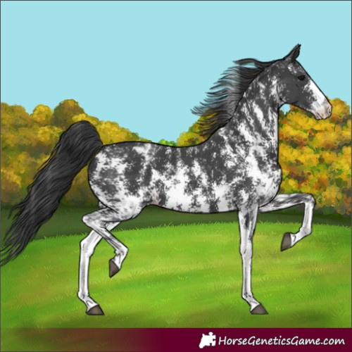Horse Color:Black Sabino Varnish