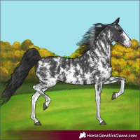 Horse Color:Black Sabino Appaloosa 