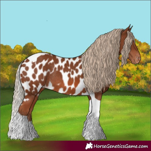 Horse Color:Chestnut Tobiano Skewed Appaloosa Rabicano 