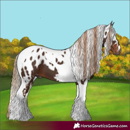 Horse Color:Gray Chestnut Tobiano Skewed Appaloosa 