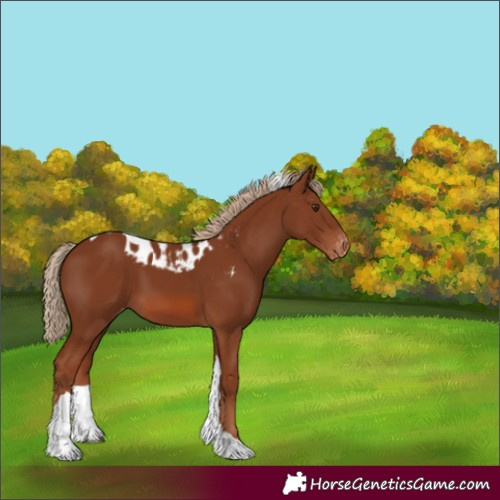 Horse Color:Unknown