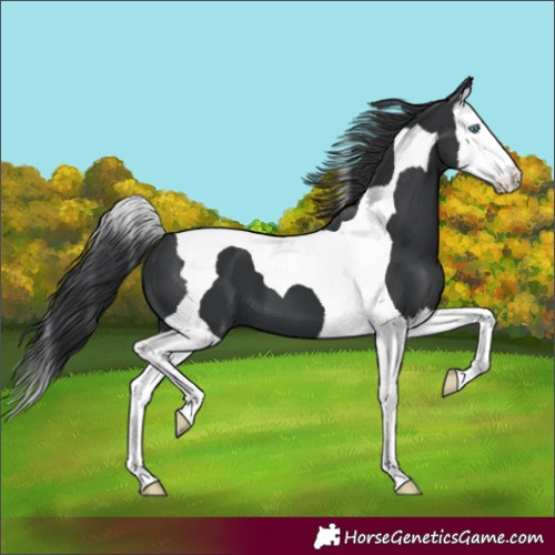 Horse Color:Black Splash Tobiano
