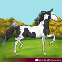 Horse Color:Black Splash Tobiano 