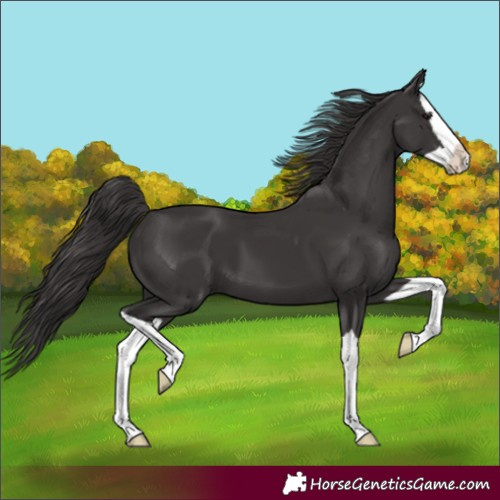 Horse Color:Unknown 