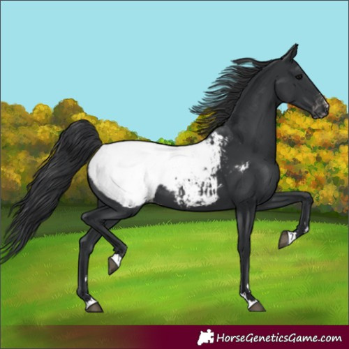 Horse Color:Unknown 