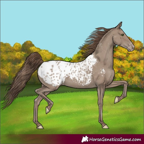 Horse Color:Unknown 