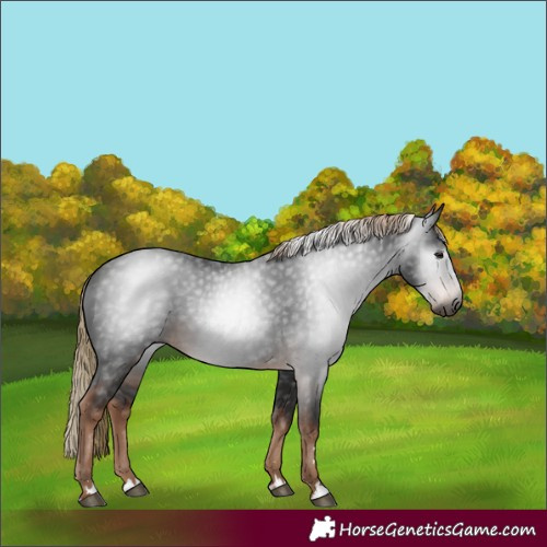 Horse Color:Gray Liver Chestnut Rabicano 