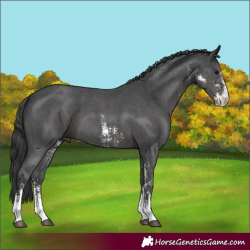 Horse Color:Black Sabino 