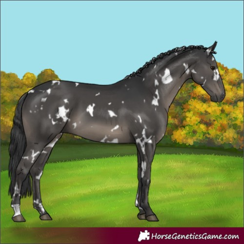 Horse Color:White Spotted Black 