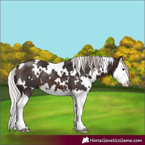 Horse Color:White Spotted Silver Brown Splash 