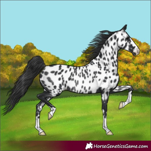 Horse Color:Black Appaloosa Rabicano 
