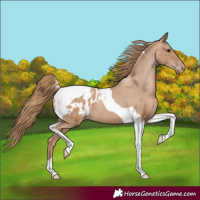 Horse Color:Black Pearl Tobiano Blanket