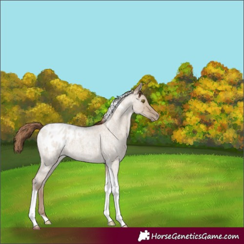 Horse Color:Classic Champagne Roan Dun Tobiano Appaloosa Rabicano