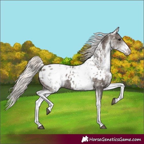 Horse Color:Unknown 
