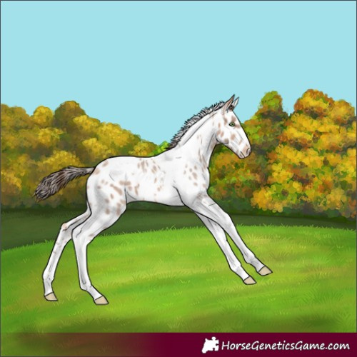 Horse Color:Amber Champagne Tobiano Appaloosa 
