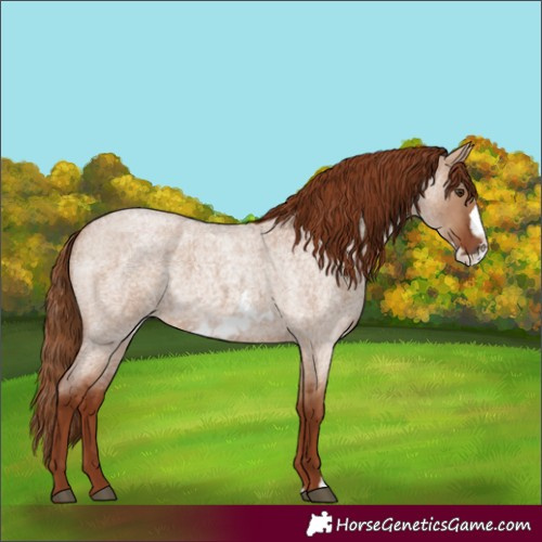 Horse Color:Red Dun Roan Frame