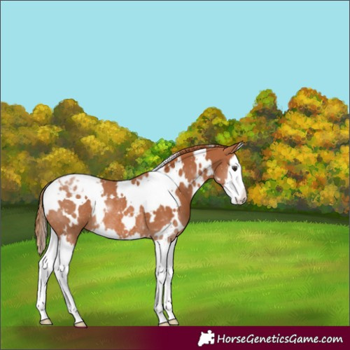 Horse Color:White Spotted Chestnut Splash Appaloosa Rabicano