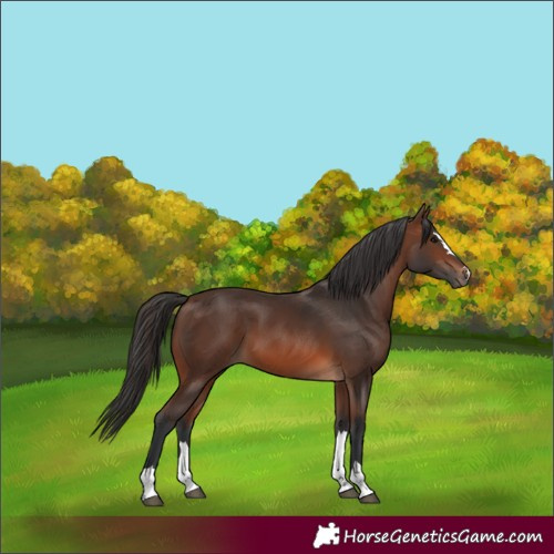 Horse Color:Brown 