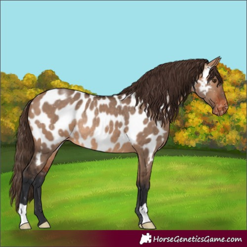 Horse Color:Bay Dun Appaloosa Rabicano 