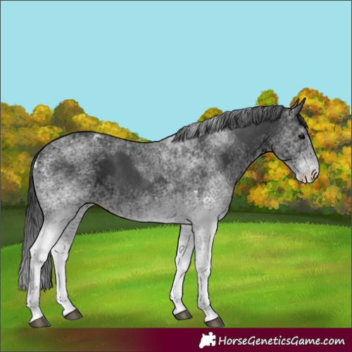 Horse Color:White Spotted Black