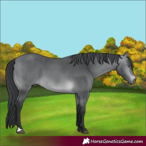Horse Color:Brown Chinchilla 