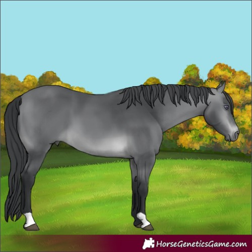 Horse Color:Brown Chinchilla