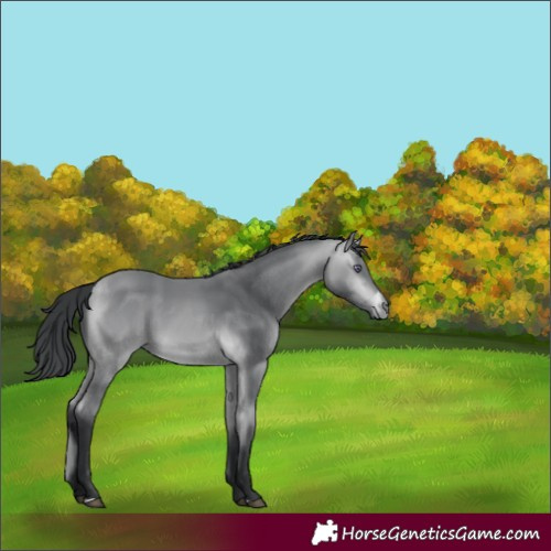 Horse Color:Bay Chinchilla 