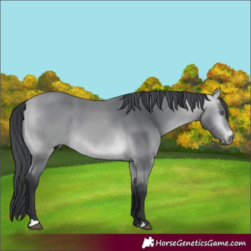 Horse Color:Bay Chinchilla